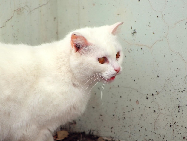 A white furry cat outdoors