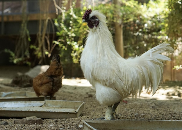 Foto gallo di pollo peloso bianco o seta e la sua gallina che camminano nella fattoria