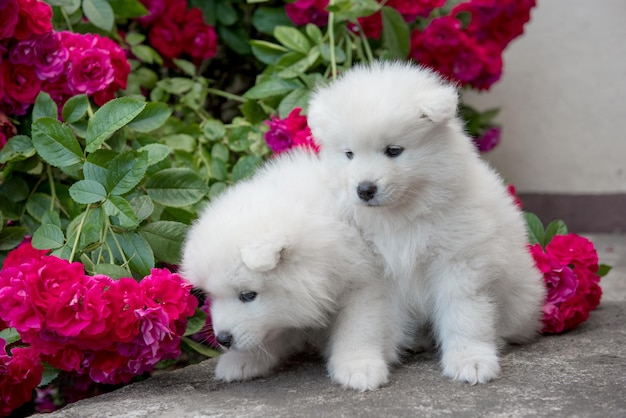 White furry Samoyed puppies are sitting with red roses