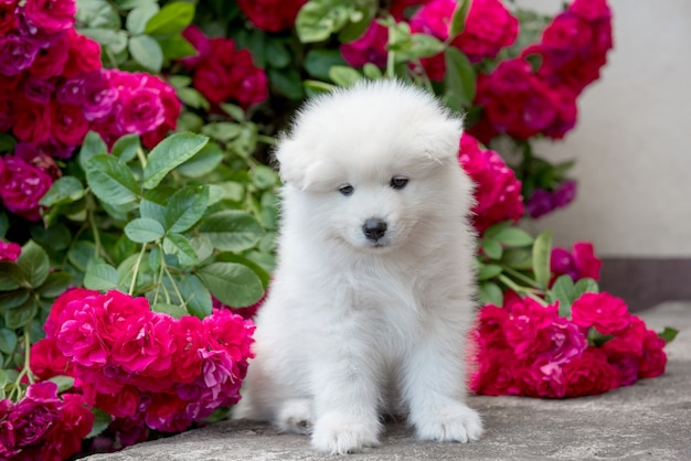 White furry Samoyed puppy sitting with red roses