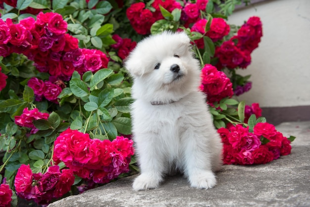 White furry Samoyed puppy sitting with red roses