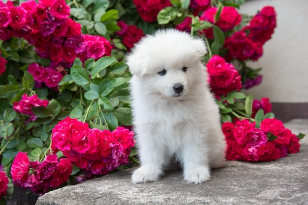 White furry Samoyed puppy sitting with red roses