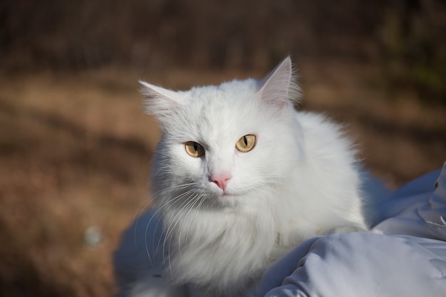 White furry serious cat looks at the camera