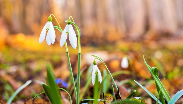 White galanthus (snowdrop) on blurry in the spring forest in the morning in sunny weather