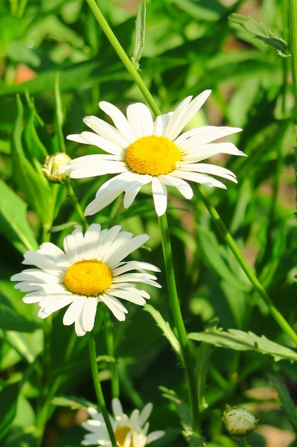 white garden chamomile grows in the garden