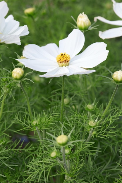 White garden cosmos flower Cosmos bipinnatus