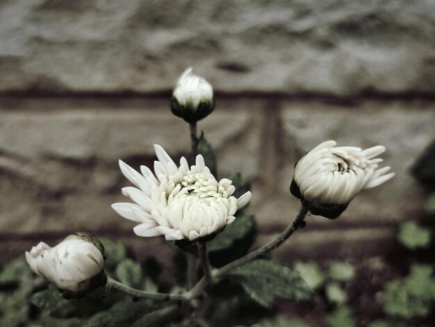 White garden flower