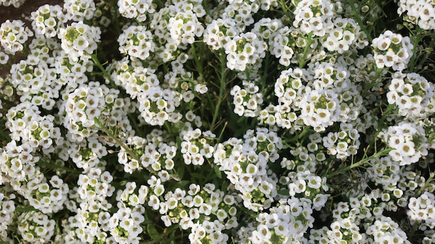 White garden flowers