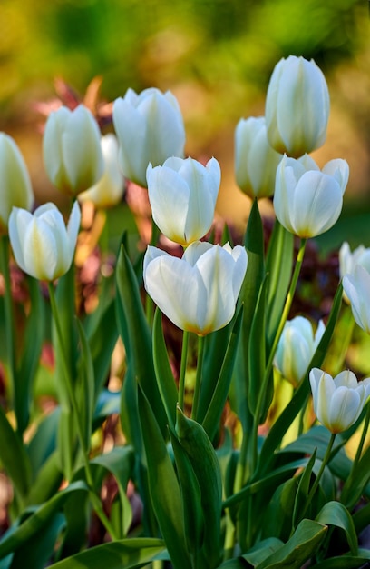 White garden tulips growing in spring Closeup of didiers tulip from the tulipa gesneriana species with vibrant petals and green stems blossoming and blooming in nature on a sunny day outdoors