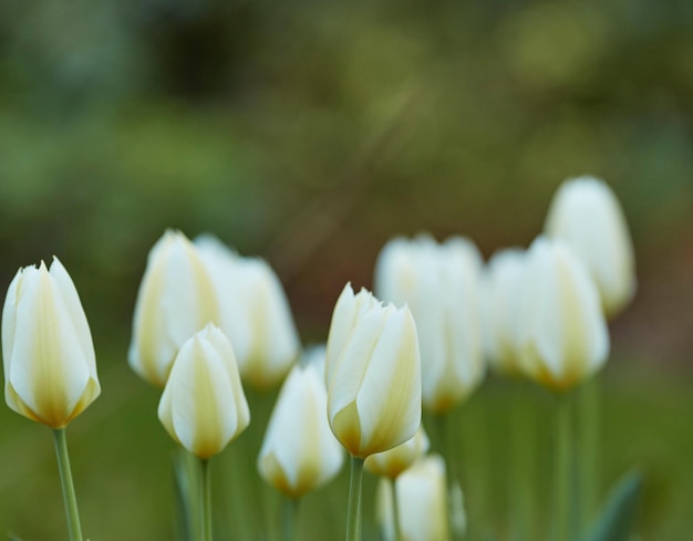 White garden tulips growing in spring with copy space Didiers tulip from the tulipa gesneriana species with vibrant petals and green stems blossoming and blooming in nature on a sunny day outdoors