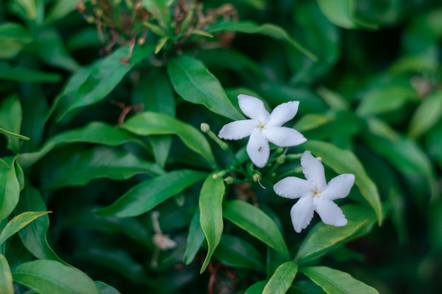 緑のクチナシの木に咲く白いクチナシの花。