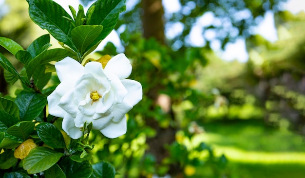 White gardenia flower on bush close up banner for website