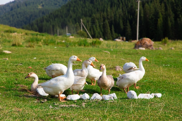 White geese in the grass in the meadow.