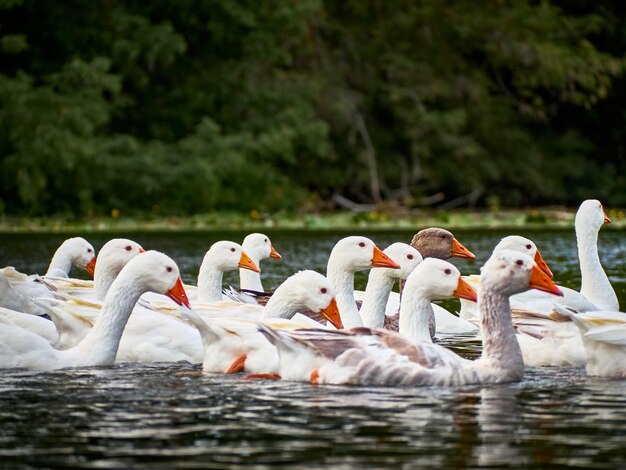 White geese in a river