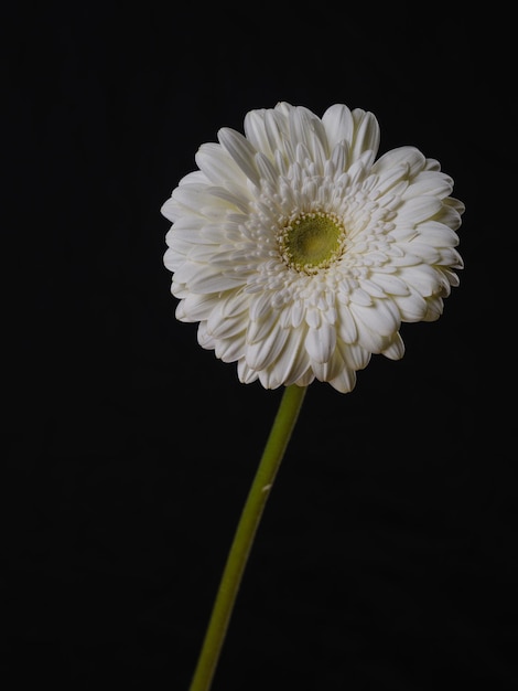 White gerbera daisy flower isolated on black background