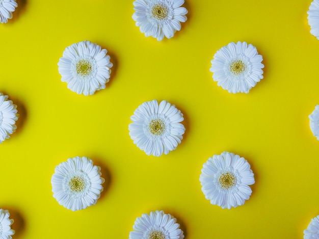 사진 노란색 배경에 흰색 gerbera 데이지 꽃 패턴 flatlay