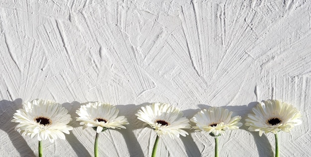 White gerberas on off white textured background with copy space
place for your text off white gerbera daisy natural fresh flowers
in a row panoramic banner greeting card