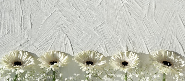 White gerberas on off white textured background with copy space
place for your text off white gerbera daisy natural fresh flowers
in a row panoramic banner greeting card