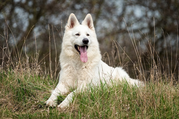 Белая немецкая овчарка на летнем лугу. Berger Blanc Suisse