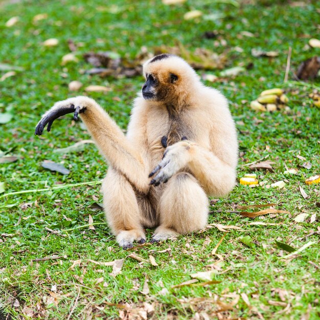 White gibbon