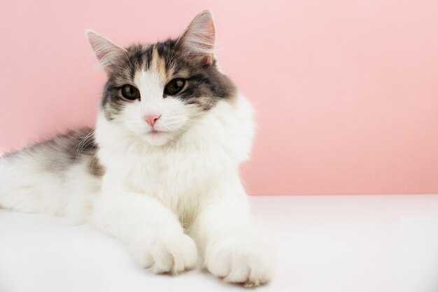 White, ginger, brown cat with pink nose lying on white table