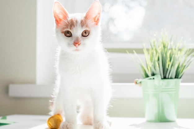 White and ginger cat 3-4 months stands near window. Kitten with foot bandaged with yellow bandage in rays of sun next to houseplant