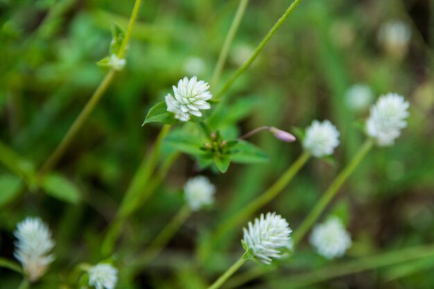 White globe amaranth selective focus. Bachelor Button