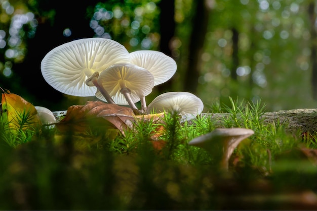 White glowing mushroom in the woods