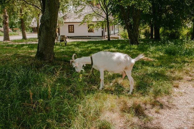 Photo white goat eats grass