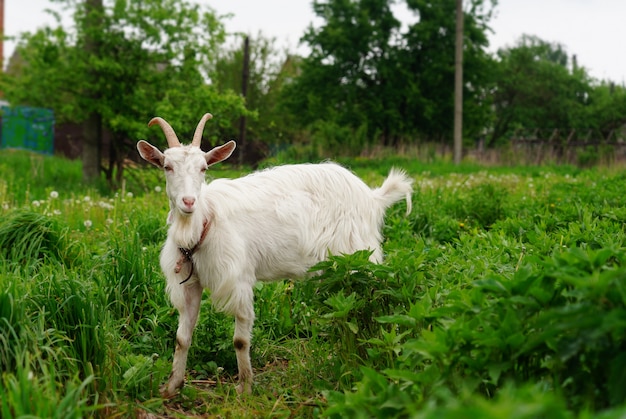 White goat in the garden eating green grass. cattle on green pasture. the animal on the leash is limited. milk goat grazing in the meadow. agriculture