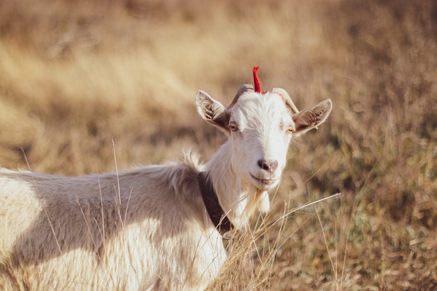 White goat grazing on  grass outdoors