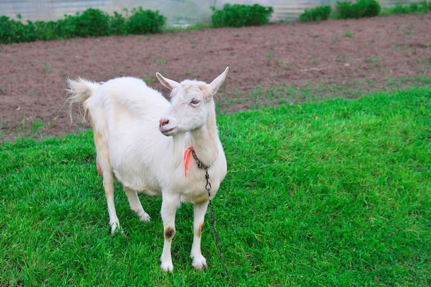 White goat on green grass in the village in springtime