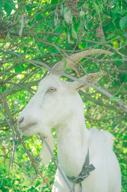 Foto capra bianca sul campo di prato verde estivo capra al pascolo all'aperto cute giovane capra bianca