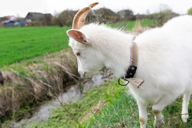 A white goat is eating grass in fields The concept of agriculture