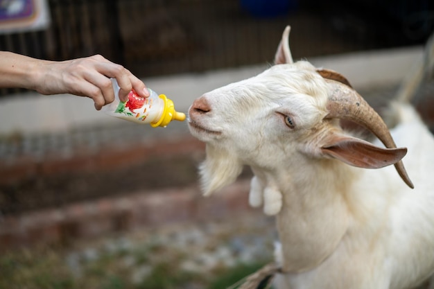 White goat is feeded by human with the baby bottle of milk