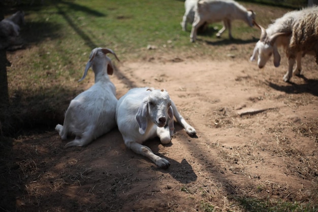 Photo the white goat is standing in the house with friends