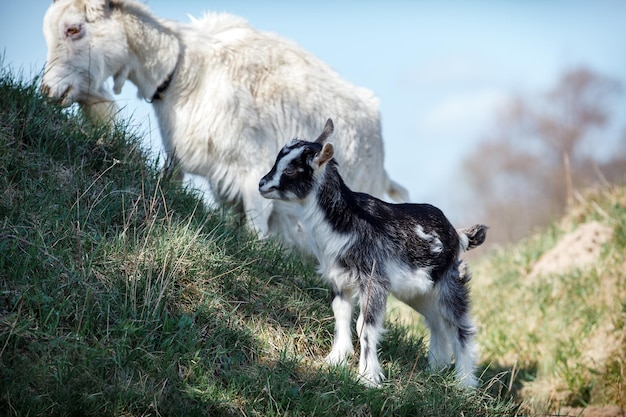 Photo white goat and its little black and white goatling eats grass on the hill