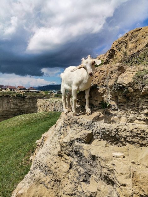 White goat at the Khunzakh Valley on the rocks Khunzakh waterfalls Dagestan 2021