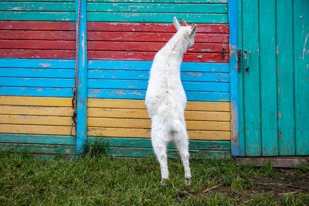 White goat kid standing in colored fence