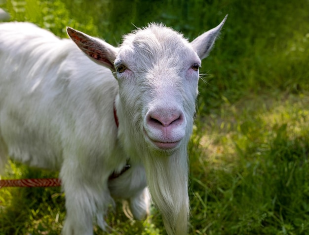 White goat on a leash in the meadow