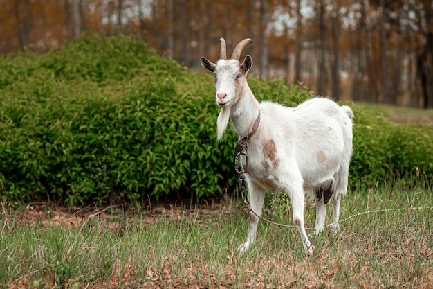 White goat in the meadow, against the backdrop of vegetation.