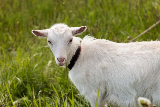 White goat outdoors, photo of farm animals