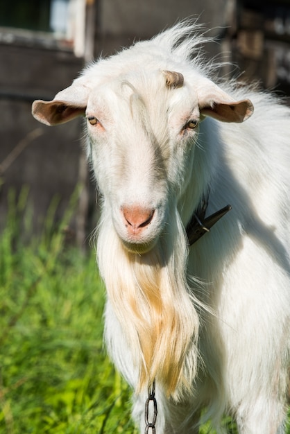 Ritratto di capra bianca nella fattoria all'aperto.