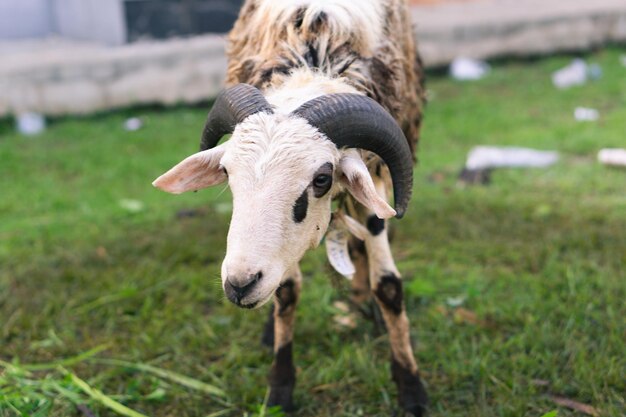 緑の草のある村でのクルバンまたは犠牲祭のイスラム教徒のイベントのための白いヤギまたは羊