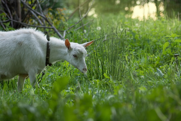 White goat sitting in tall grass Goat grazing in the yard at sunset Juicy green grass and goats on an animal farm