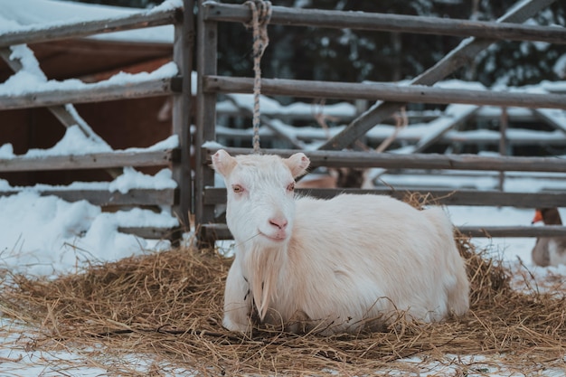 White goat on snow in the village