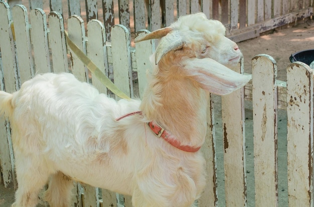 White goat tied to the fence