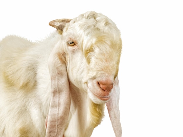 White goat on white background