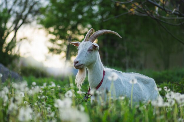 White goat in the yard. Goat in a green field. Home goat farm location in Ukraine