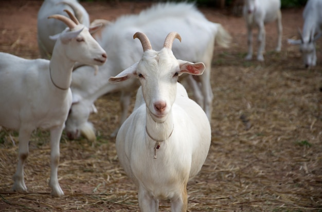 White goat.